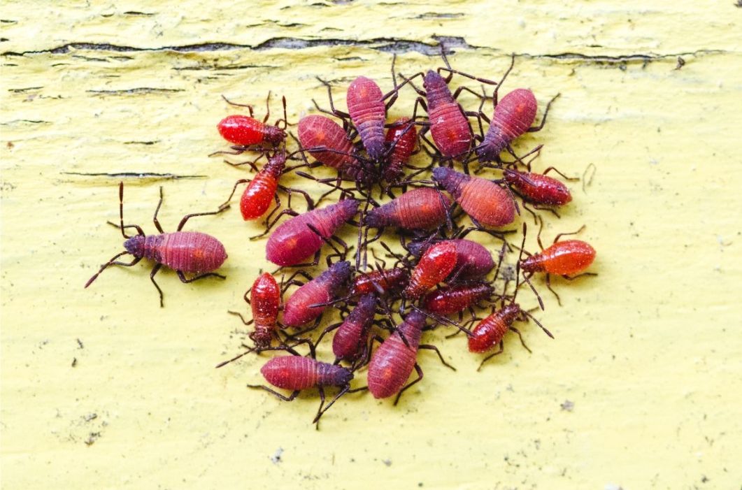 boxelder bug habitat boxelder bug habitat