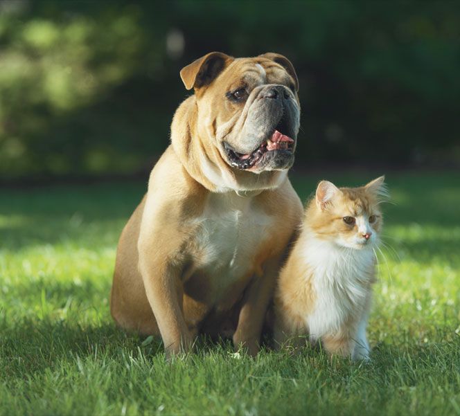 Dog and cat sitting together outdoors representing calm, pet-friendly training and home safety