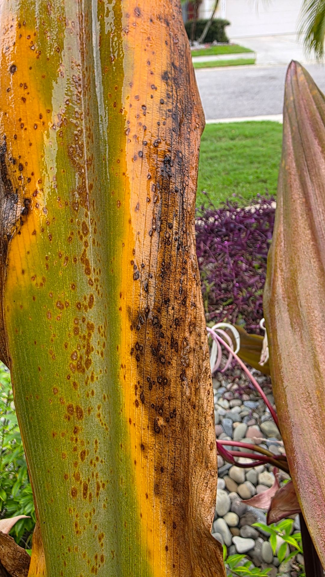 Queen Emma Crinum leaf with numerous brown spots, yellowing and areas of dead tissue in a Sarasota landscape Queen Emma Crinum leaf with numerous brown spots, yellowing and areas of dead tissue in a Sarasota landscape