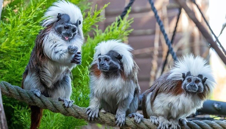 Monkey Haven Newport