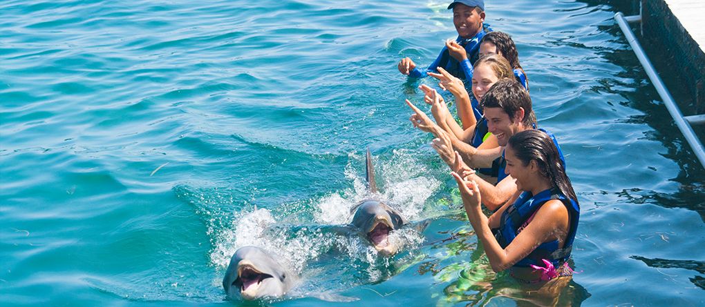 Group of people in life vests interacting with playful dolphins in clear blue tropical water, guided by an instructor at a marine encounter experience. Group of people in life vests interacting with playful dolphins in clear blue tropical water, guided by an instructor at a marine encounter experience.