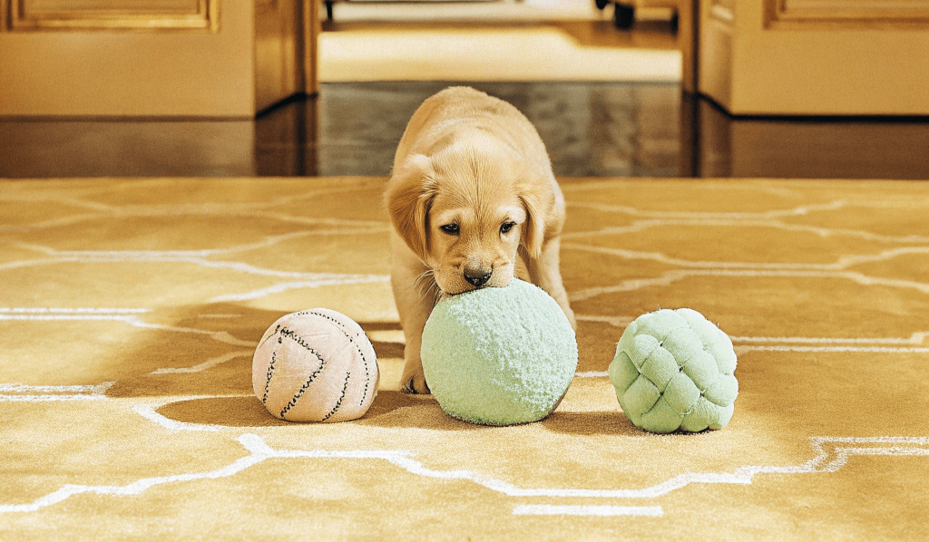 5 puppy's gekleed in een witte achtergrond 5 puppy's gekleed in een witte achtergrond