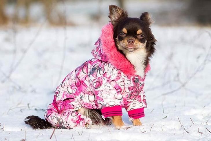 Chihuahua avec une doudoune rose assis dans la neige. Chihuahua avec une doudoune rose assis dans la neige.