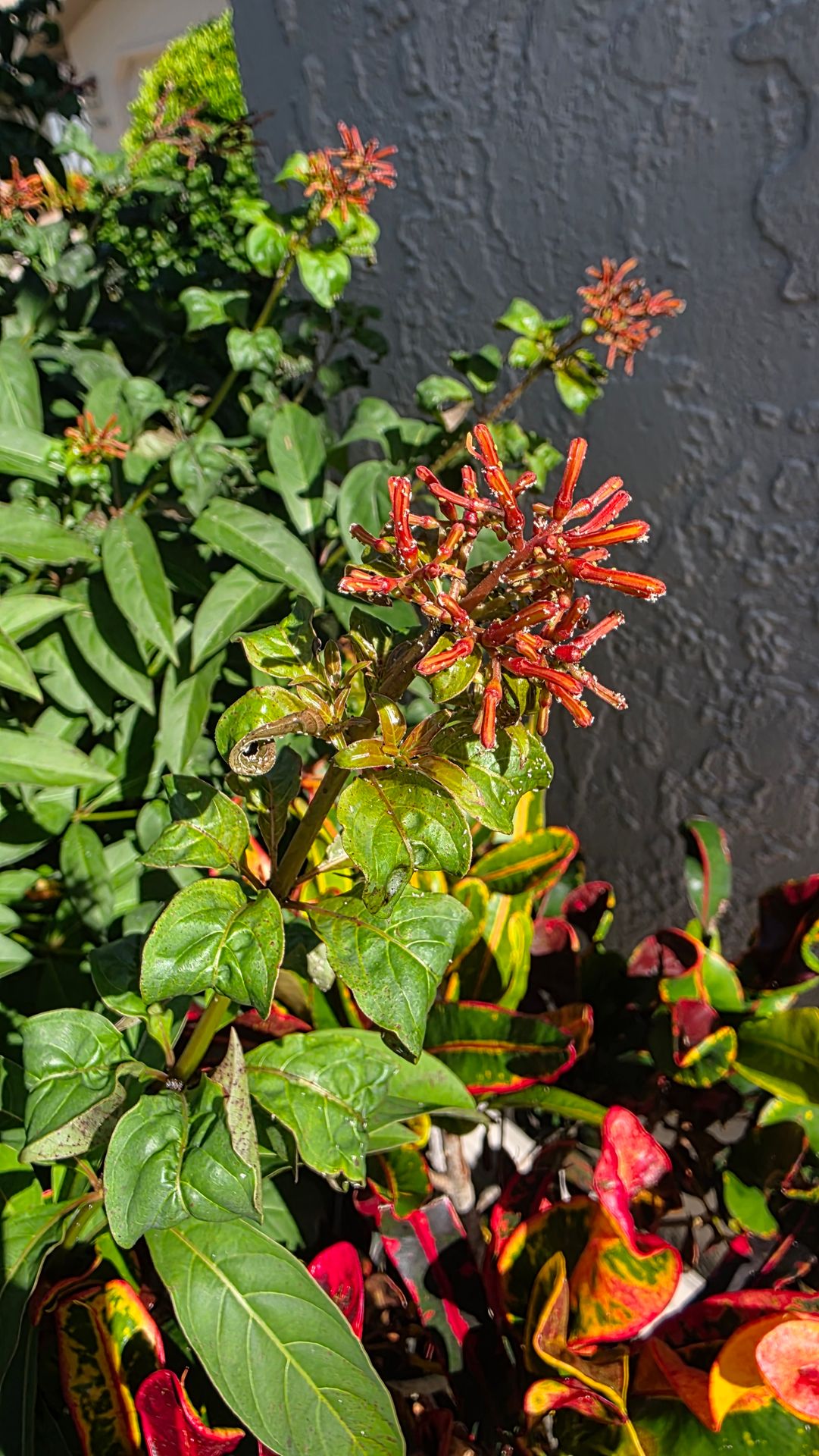Firebush with curled and distorted new growth in a Sarasota landscape Firebush with curled and distorted new growth in a Sarasota landscape