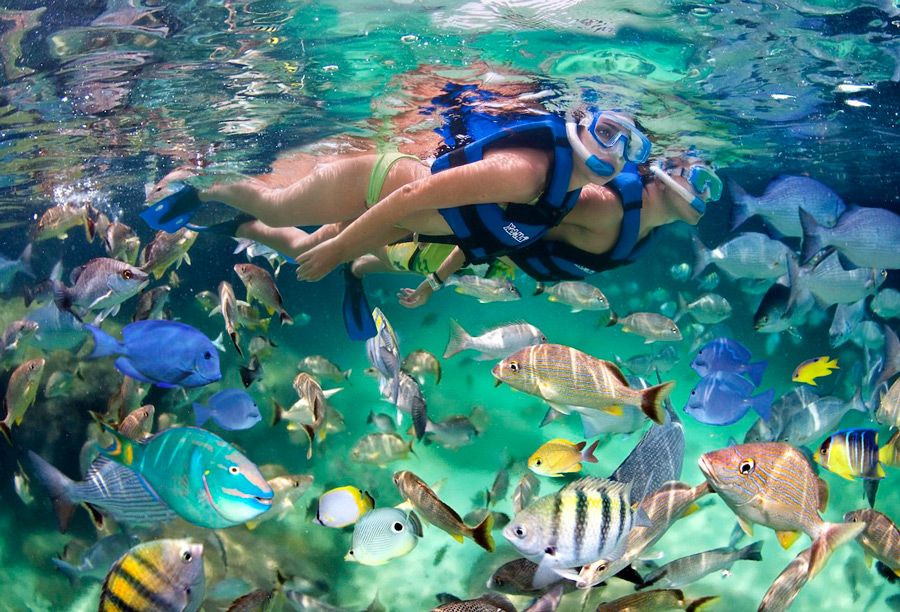 A person snorkeling in clear turquoise water surrounded by colorful tropical fish, wearing a mask, snorkel, and flotation vest.