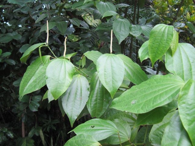 lush green pepper elder plant lush green pepper elder plant