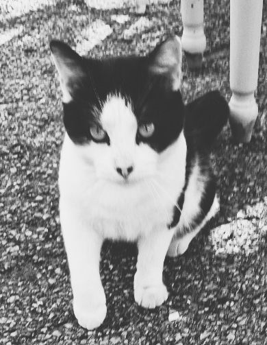 “Black-and-white cat sitting on gravel looking at the camera”