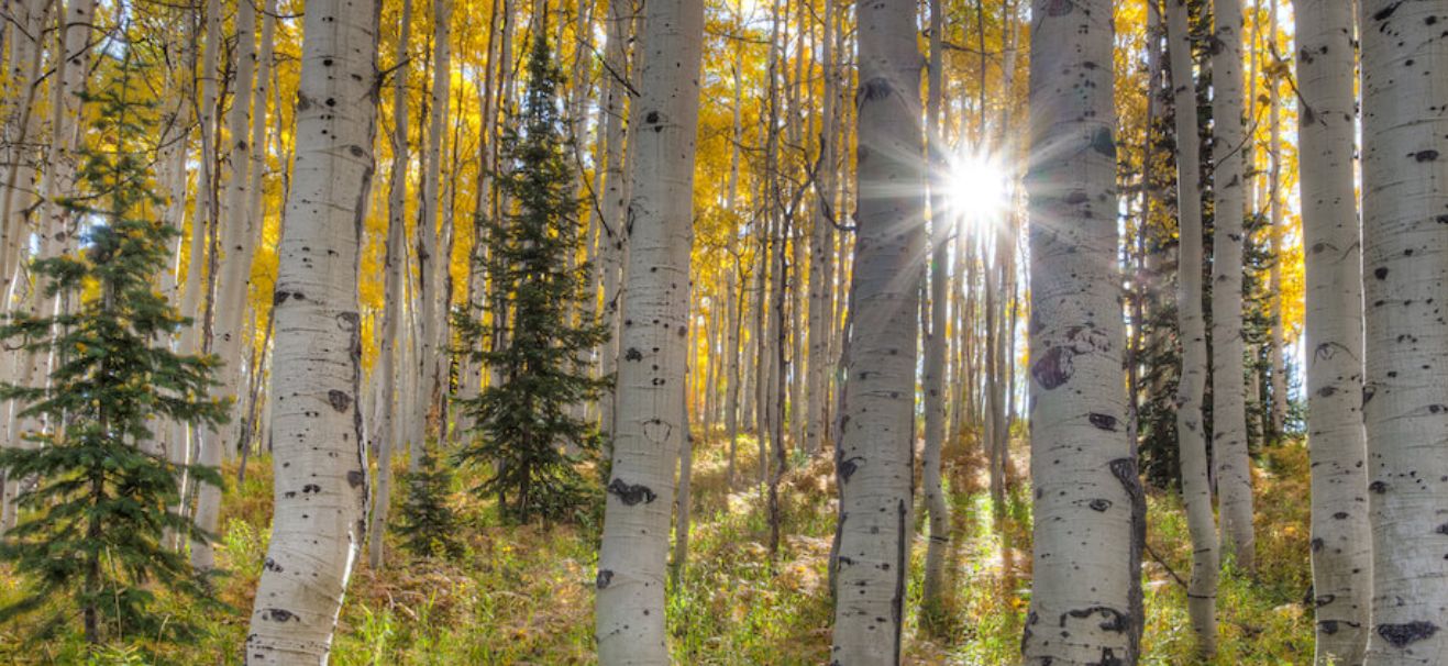 Steamboat Springs Real Estate Your Trusted Colorado Realtors