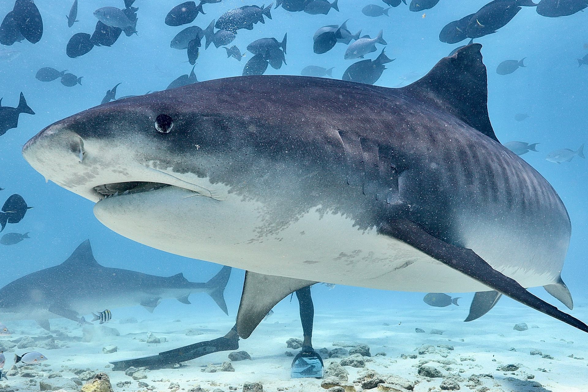 scuba diving