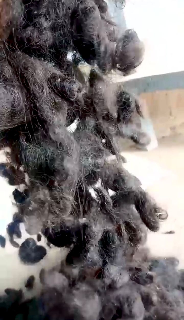 Hairballs Long hair Hair supplier India Hair Natural Human Hair Hair Raw Materials Goli Hair 