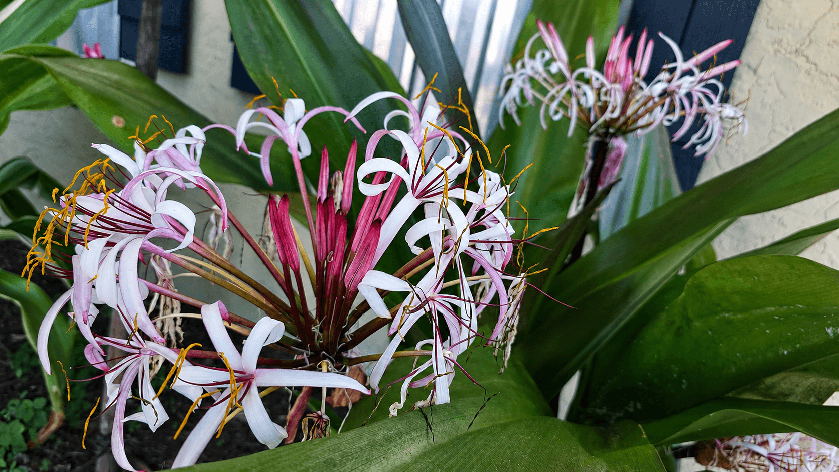 Close-up of Queen Emma Crinum flowers with white and pink petals and mostly dark green foliage in partial shade Close-up of Queen Emma Crinum flowers with white and pink petals and mostly dark green foliage in partial shade