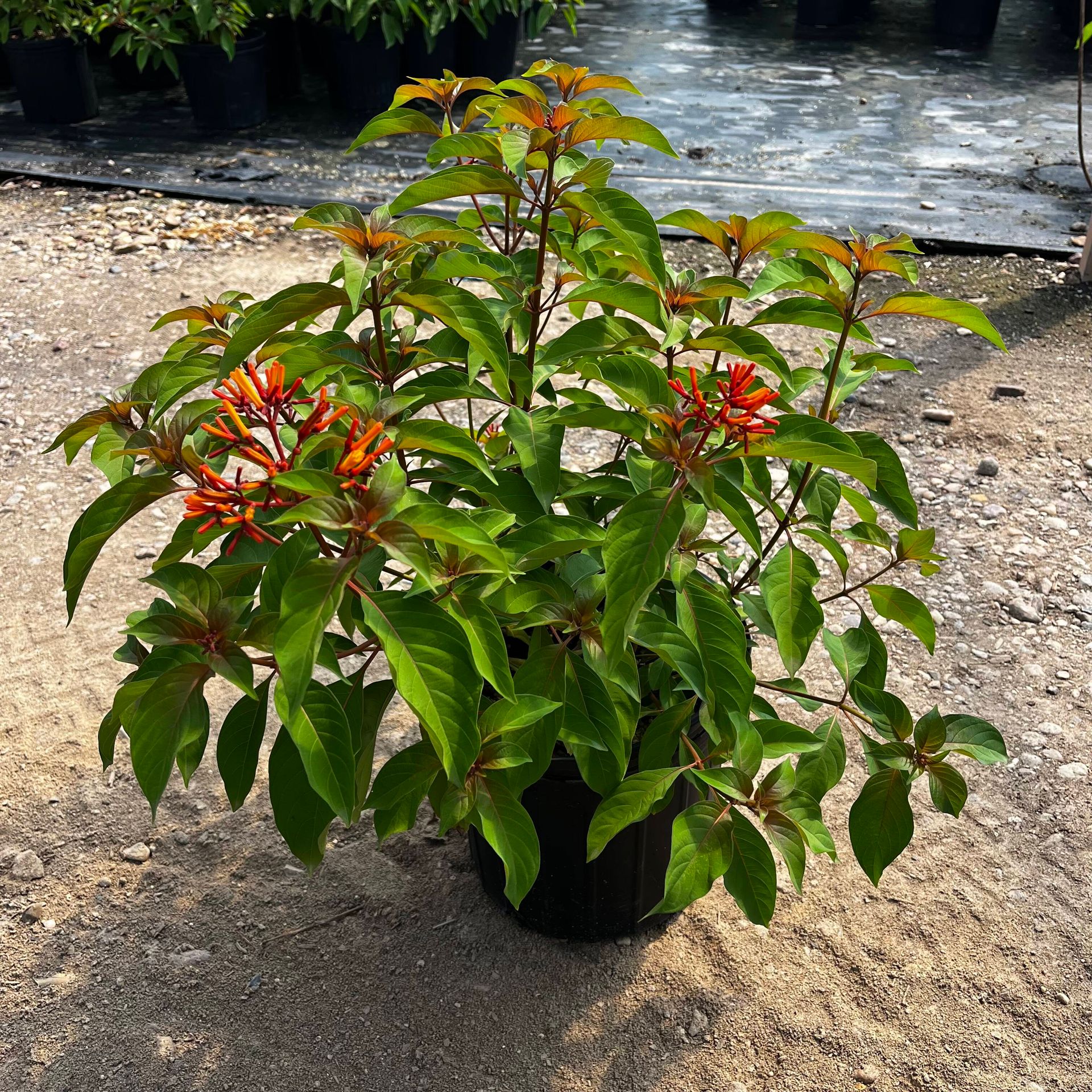 Native Firebush Hamelia patens flowering in a nursery container Native Firebush Hamelia patens flowering in a nursery container