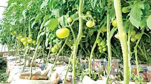 Tomatoes Farming on Sack Bag 