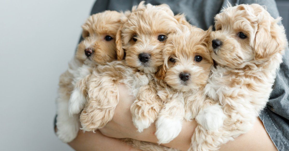 A close-up of someone holding four Maltipoo puppies. Each puppy is light tan in color and ready for a home. A close-up of someone holding four Maltipoo puppies. Each puppy is light tan in color and ready for a home.