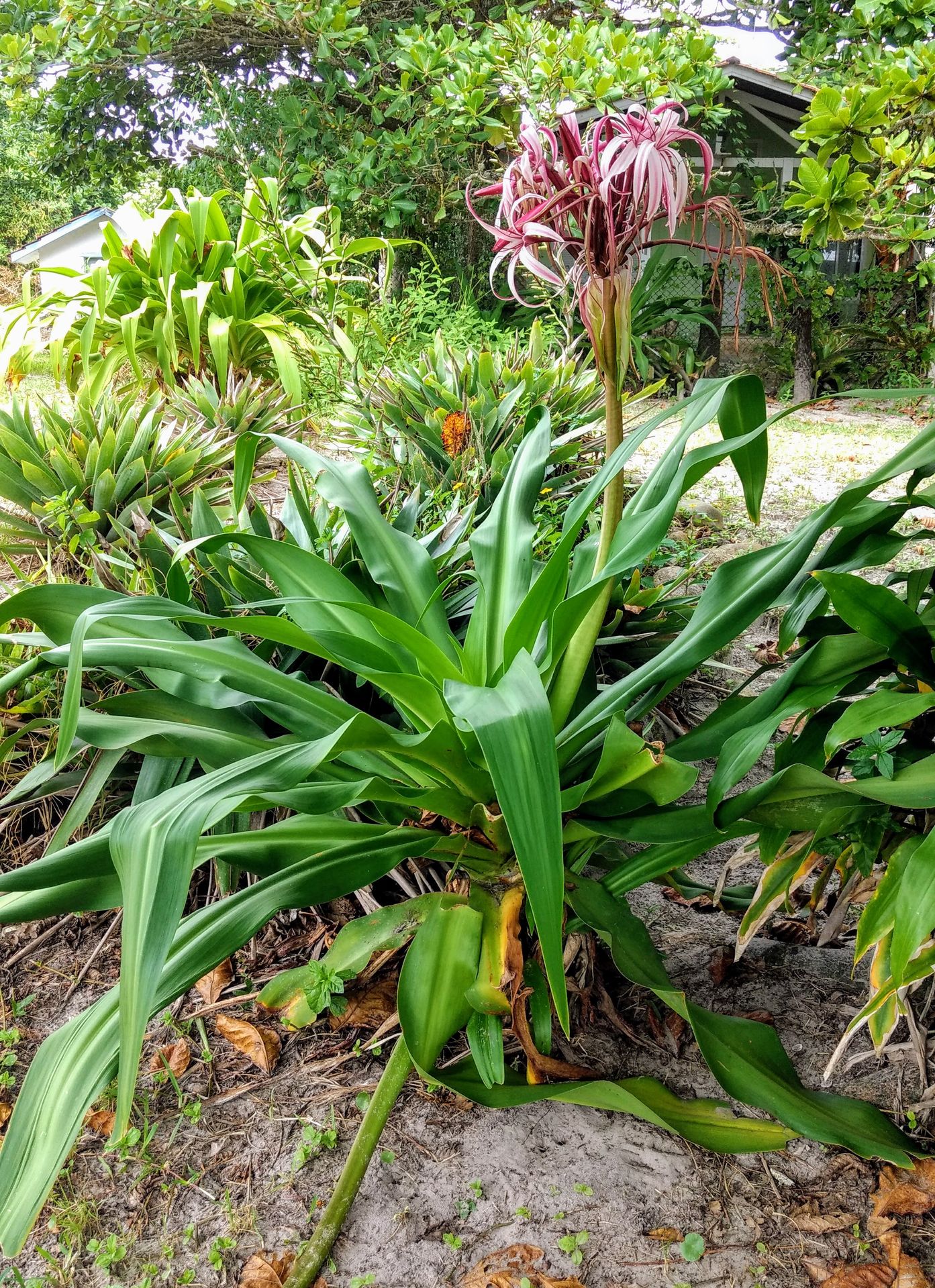 Crinum × amabile with pink-red flowers and broad green leaves Crinum × amabile with pink-red flowers and broad green leaves