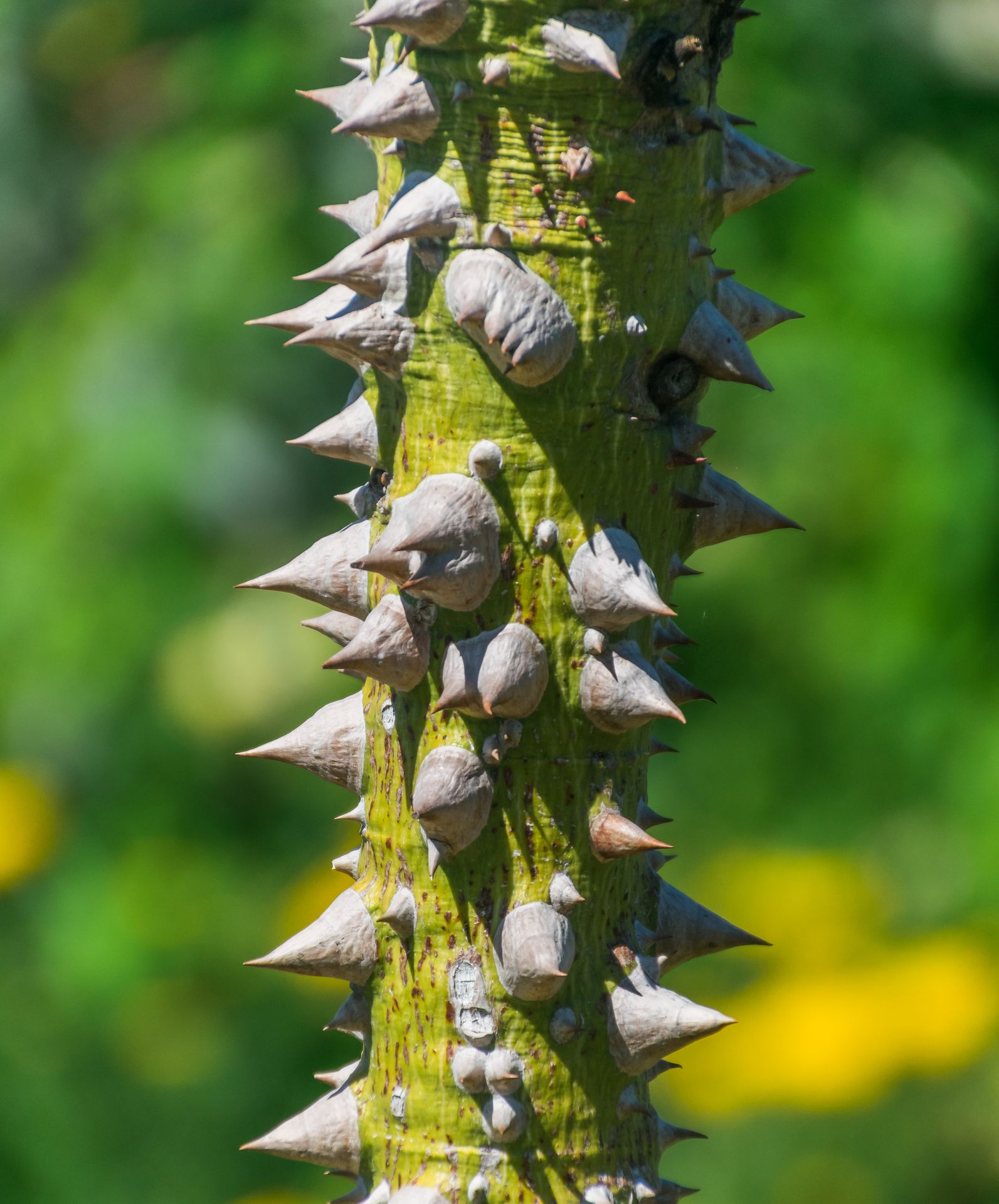 Close-up of large conical thorns covering the green trunk of a Silk Floss Tree