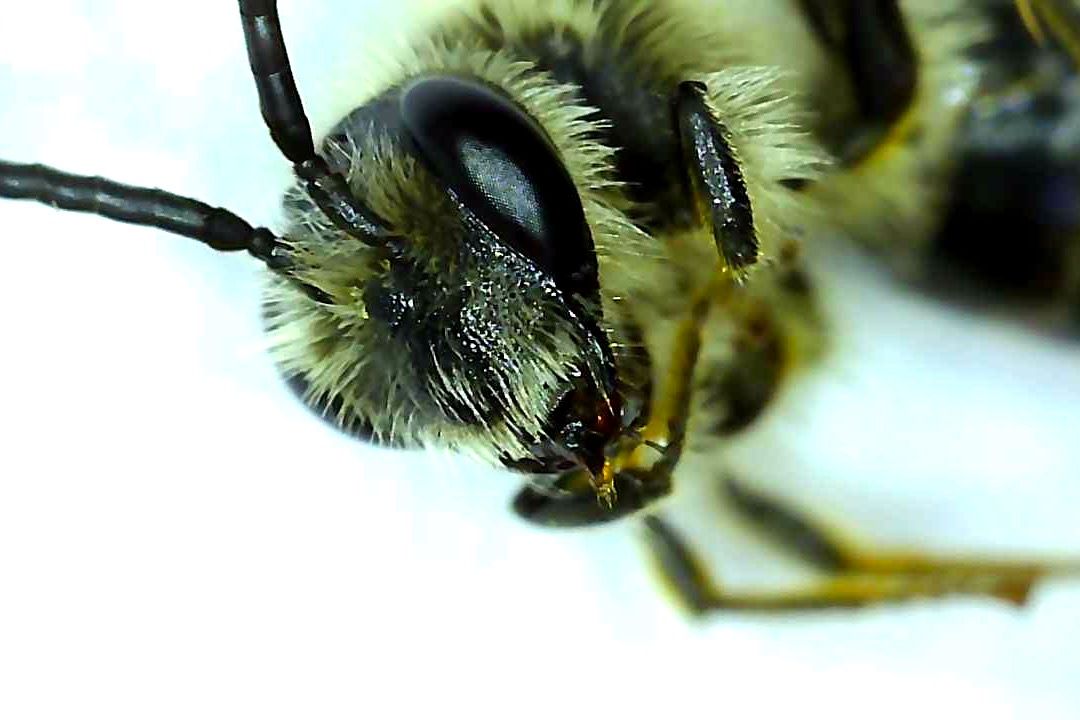 closeup of honey bee head closeup of honey bee head