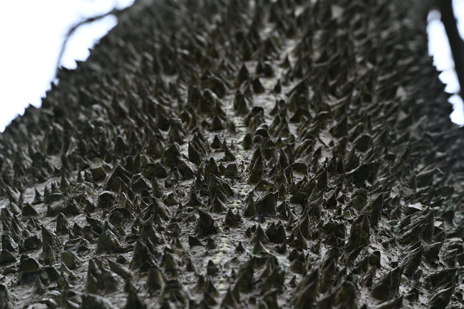 Green Silk Floss Tree trunk densely covered with large conical thorns
