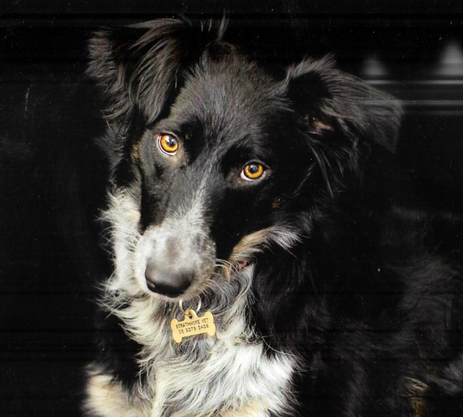 labrador reiki session