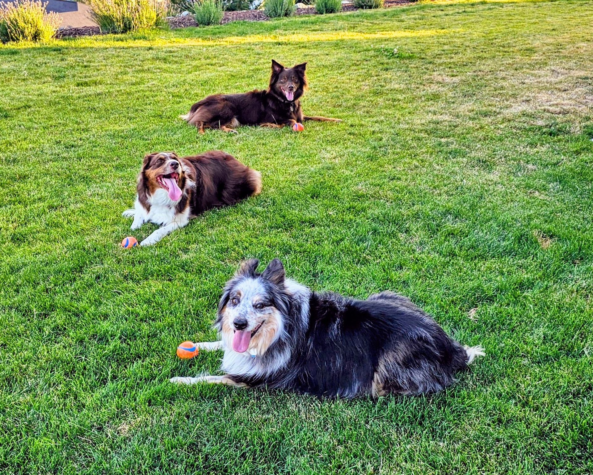 Three dogs safely contained on a Manson, WA property using a professionally installed underground electronic dog fence system Three dogs safely contained on a Manson, WA property using a professionally installed underground electronic dog fence system