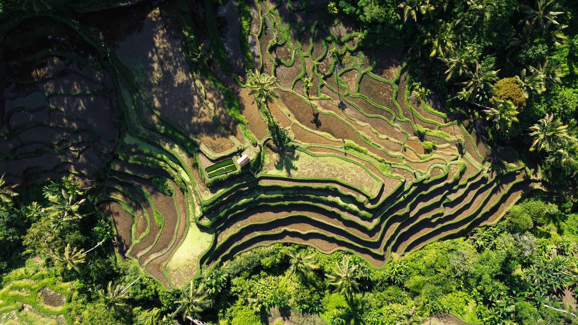 tegallalang rice terraces