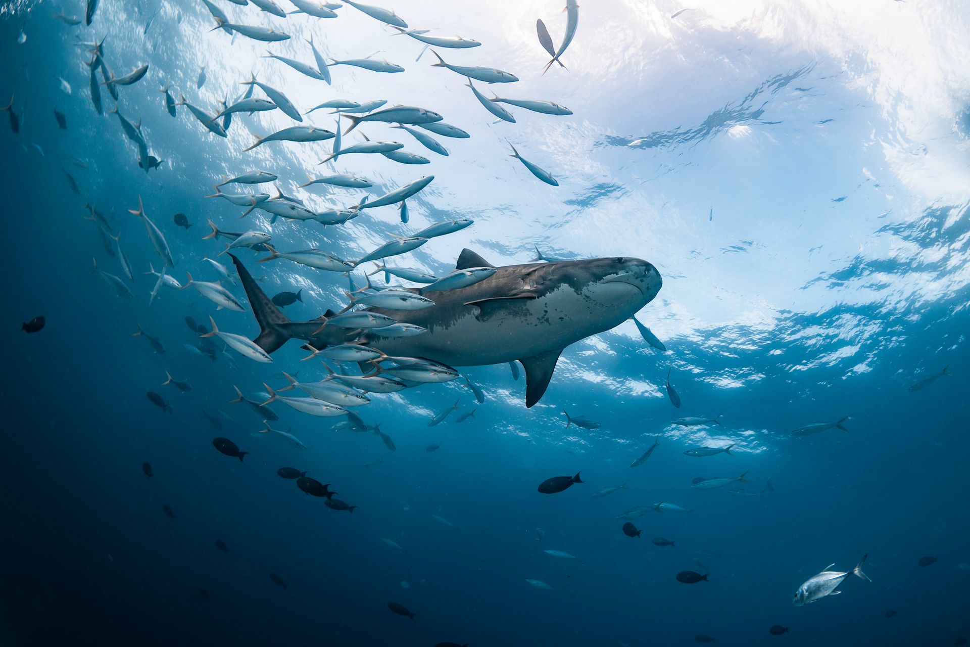 shark diving safety