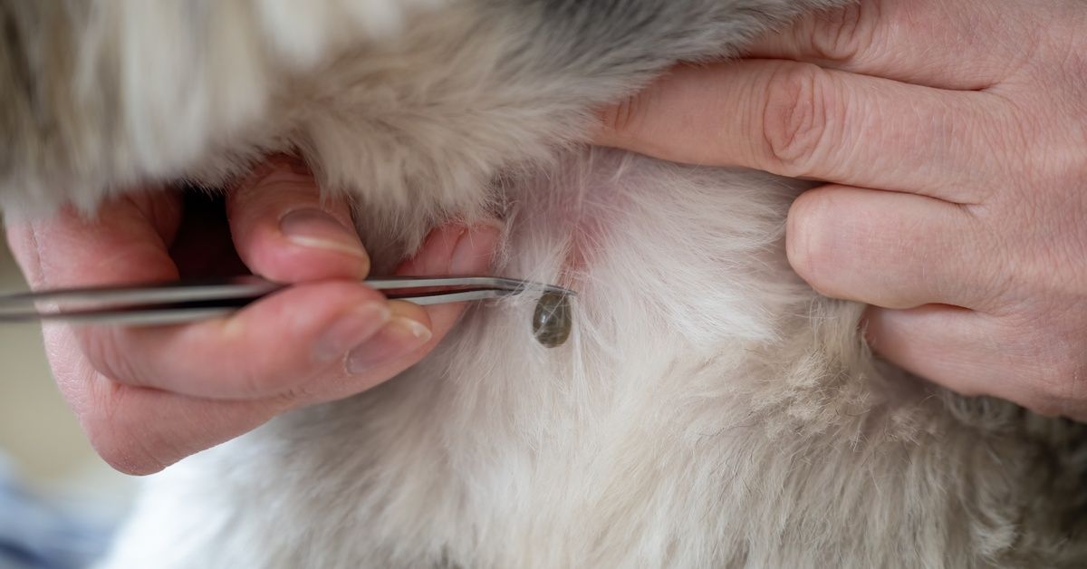 Image showcasing How To Find and Remove Ticks From Your Small Dog