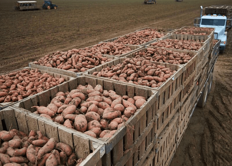 Dettelbach Farms photo 2