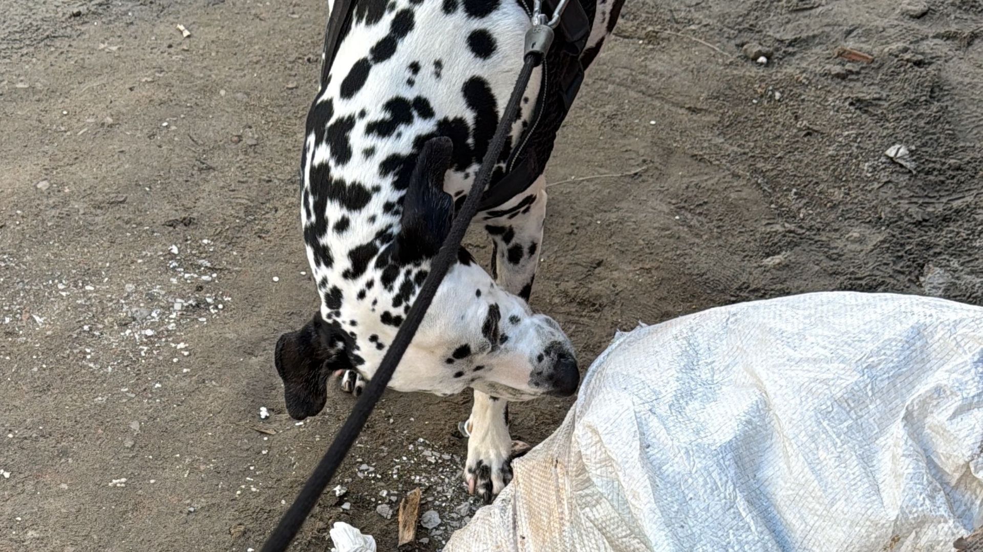 passeio de qualidade com o cachorro passeio de qualidade com o cachorro