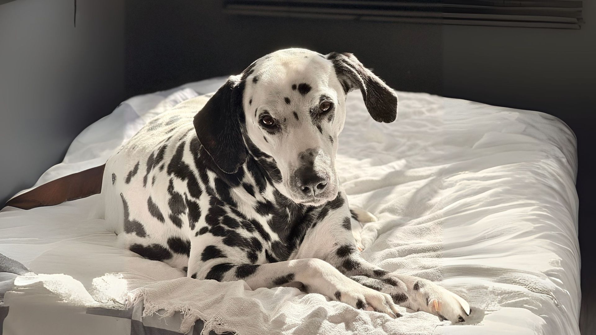 Cachorro em apartamento - Dálmata deitado em uma cama Cachorro em apartamento - Dálmata deitado em uma cama