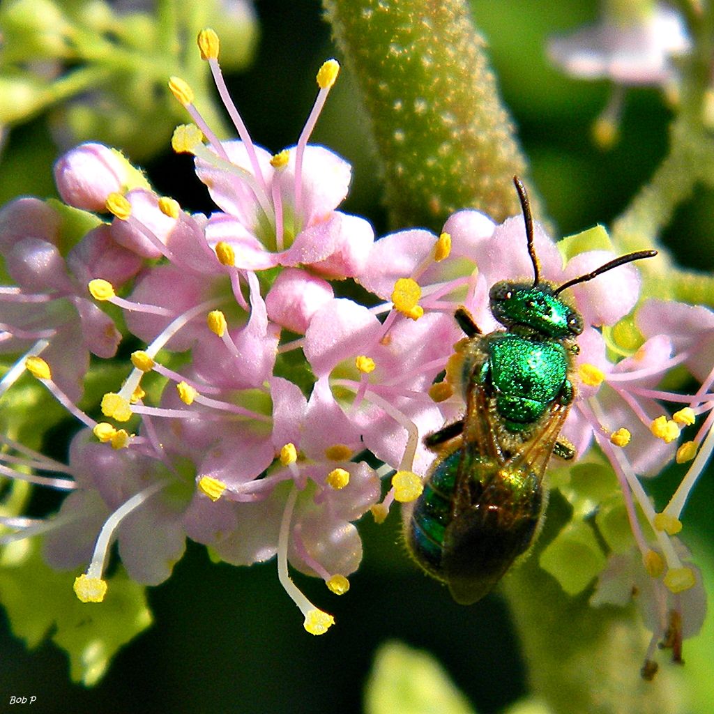Metallic green bee feeding on pale pink American Beautyberry flowers in Florida