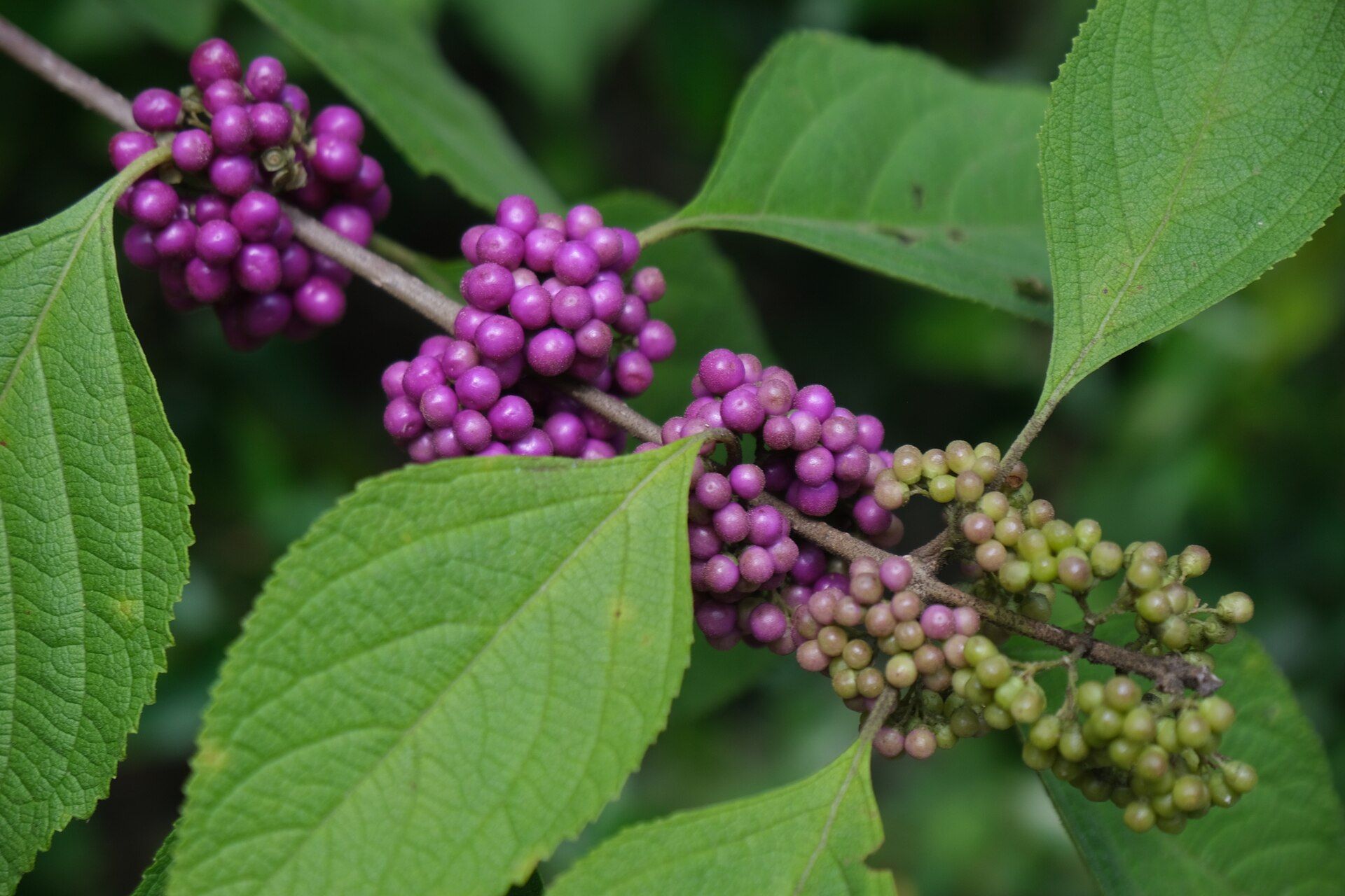 American Beautyberry fruit transitioning from green and pale pink to mature purple fruit