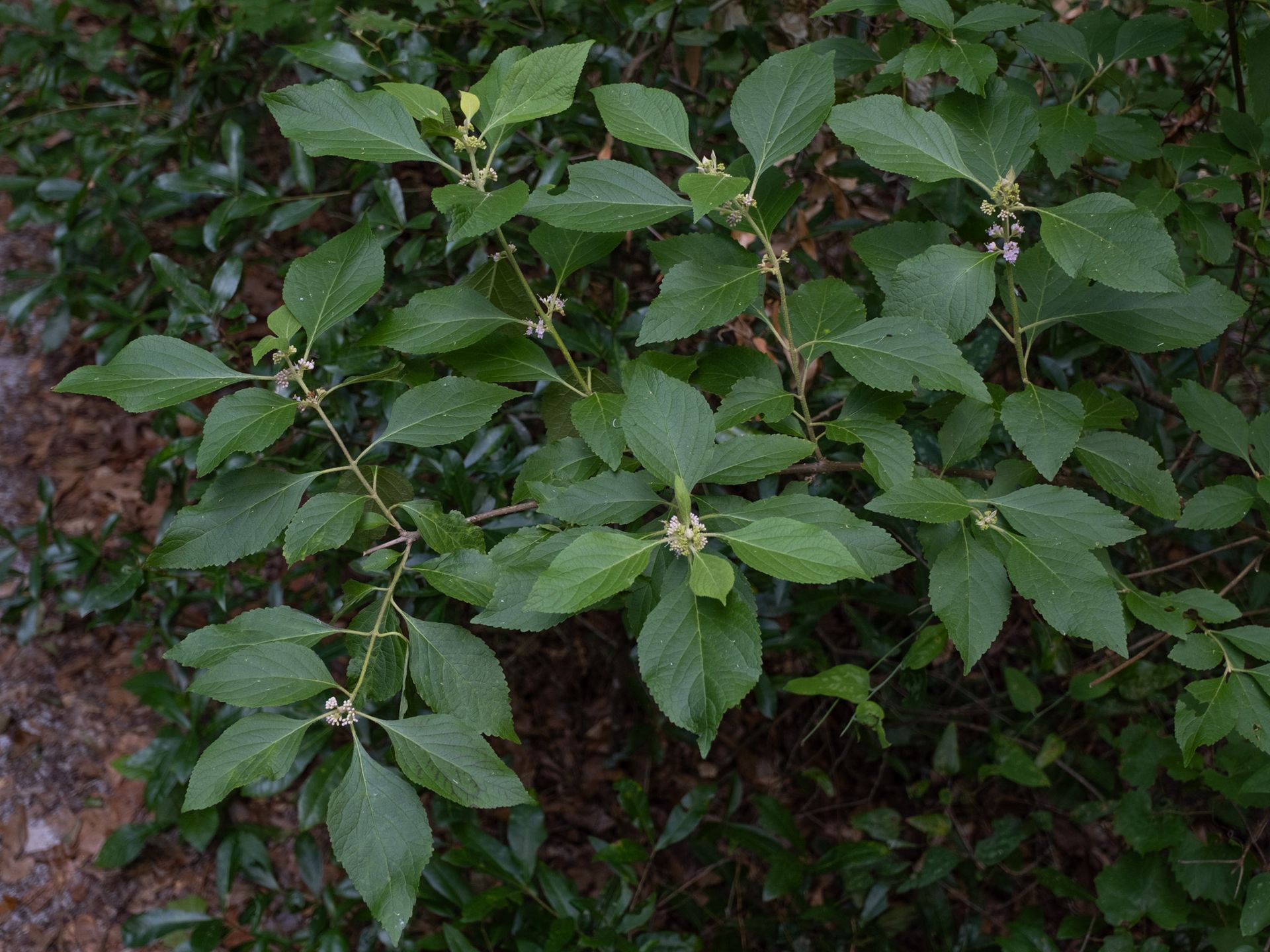 American Beautyberry shrub with green foliage and small pale flowers along its branches