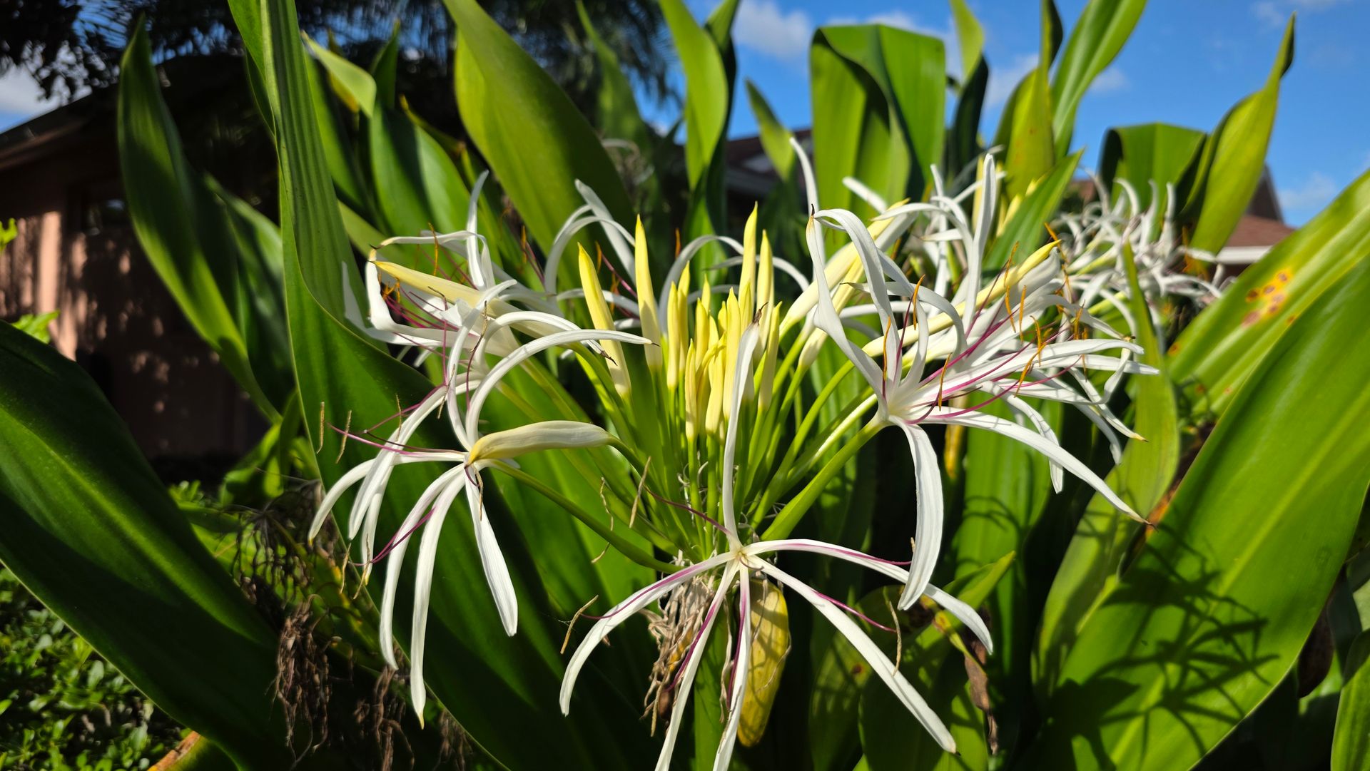 Close-up of white Giant Crinum flowers with long narrow petals in Sarasota, Florida Close-up of white Giant Crinum flowers with long narrow petals in Sarasota, Florida