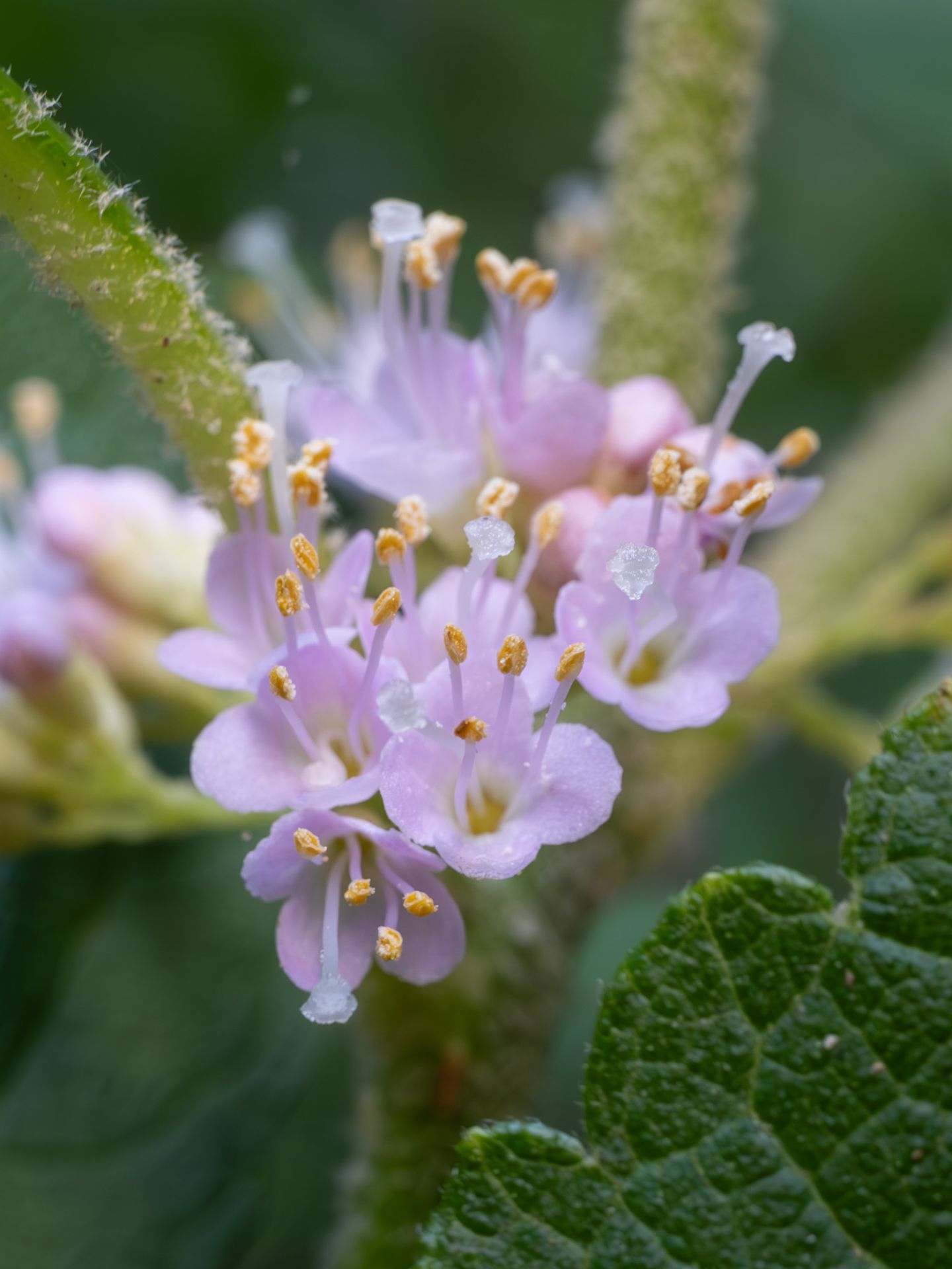 Macro photograph of small pale lavender-pink American Beautyberry flowers and yellow anthers