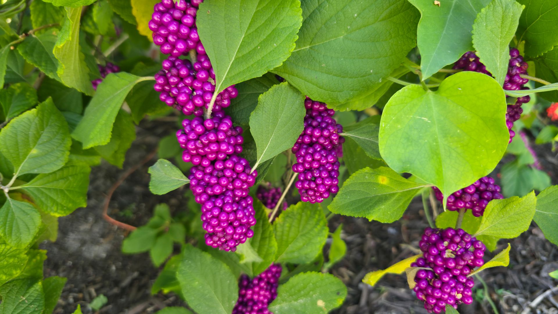 Close-up of American Beautyberry branches covered in bright purple fruit in Sarasota, Florida