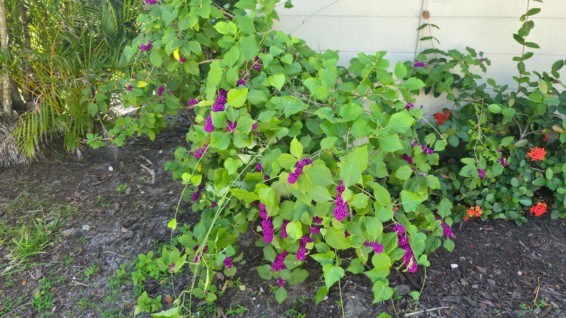 Full American Beautyberry shrub covered in purple fruit in a Sarasota Florida landscape