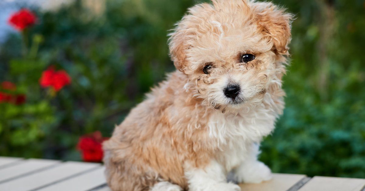 A light tan Maltipoo puppy sits alone outside on a bench. The bench is near a bush with some red flowers. A light tan Maltipoo puppy sits alone outside on a bench. The bench is near a bush with some red flowers.