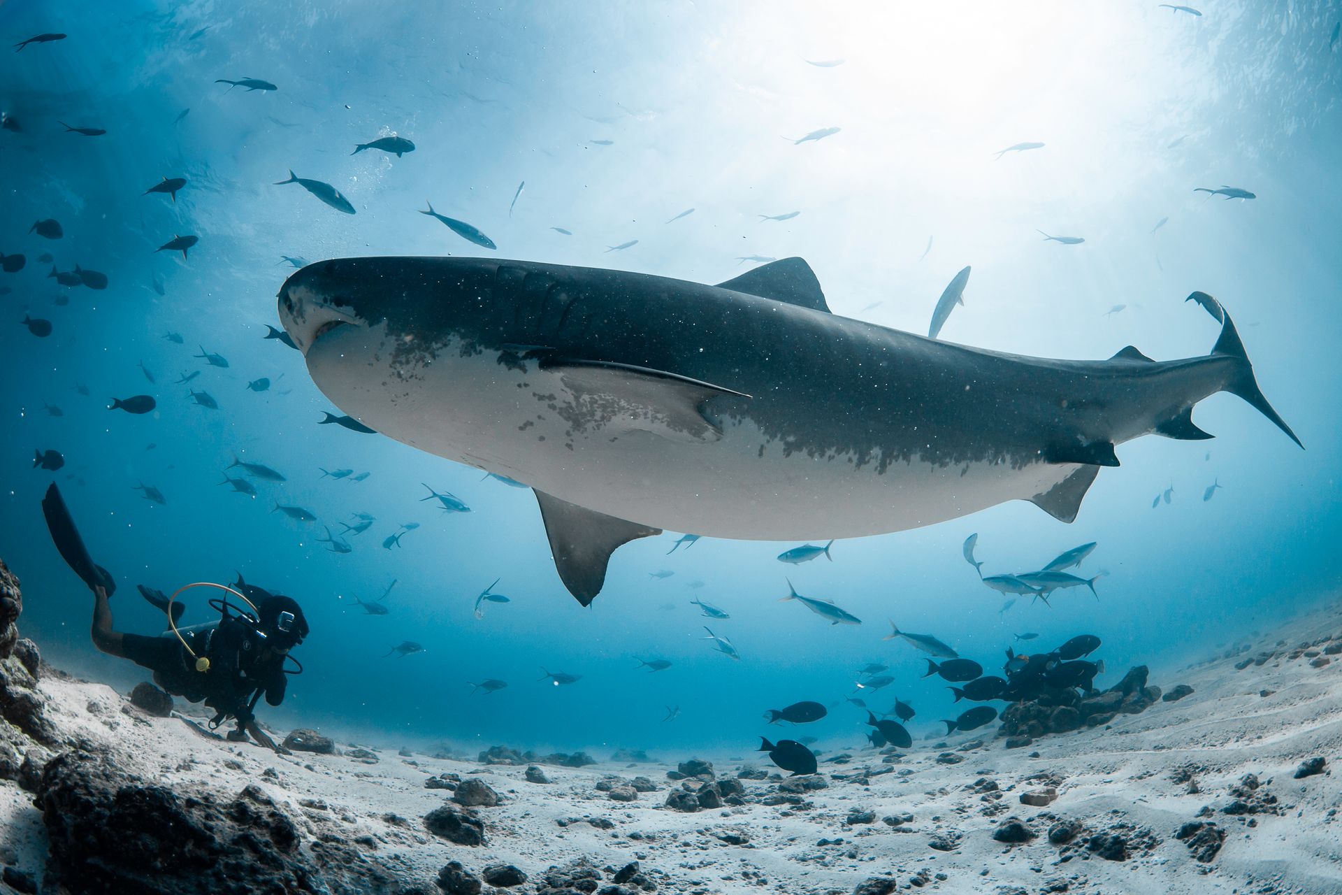 Tiger shark diving