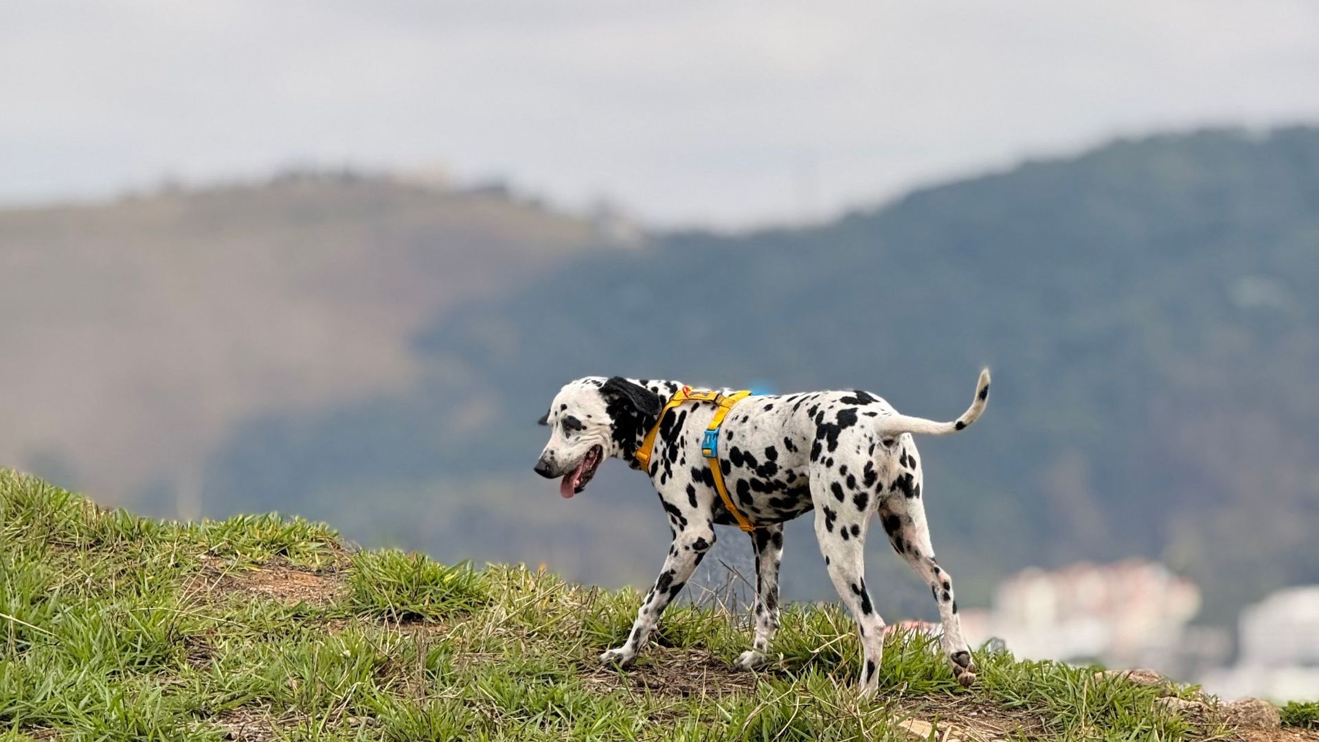 passeio de qualidade - dálmata, cacorro.