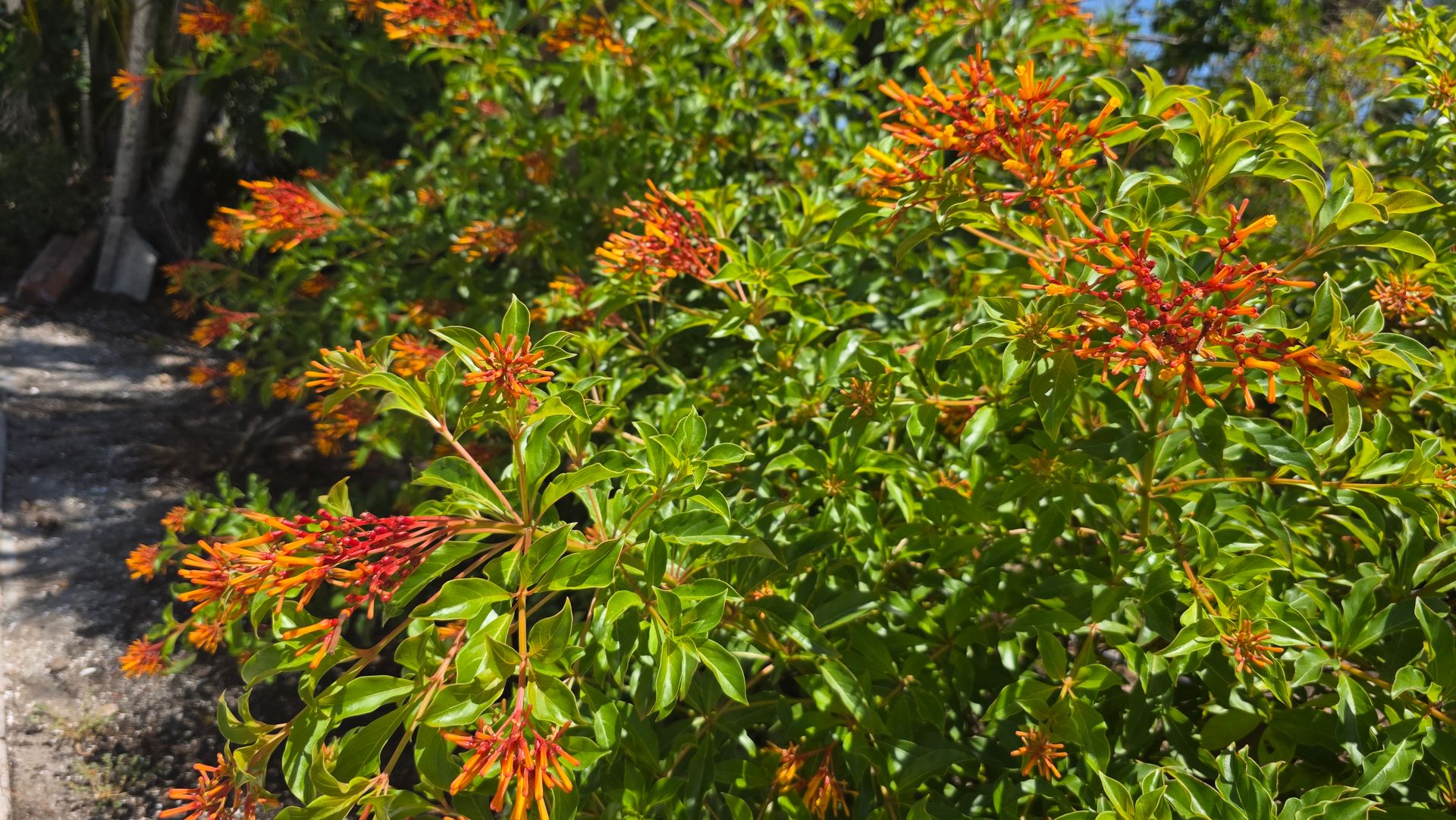 Healthy flowering Firebush growing in a Sarasota Florida landscape Healthy flowering Firebush growing in a Sarasota Florida landscape