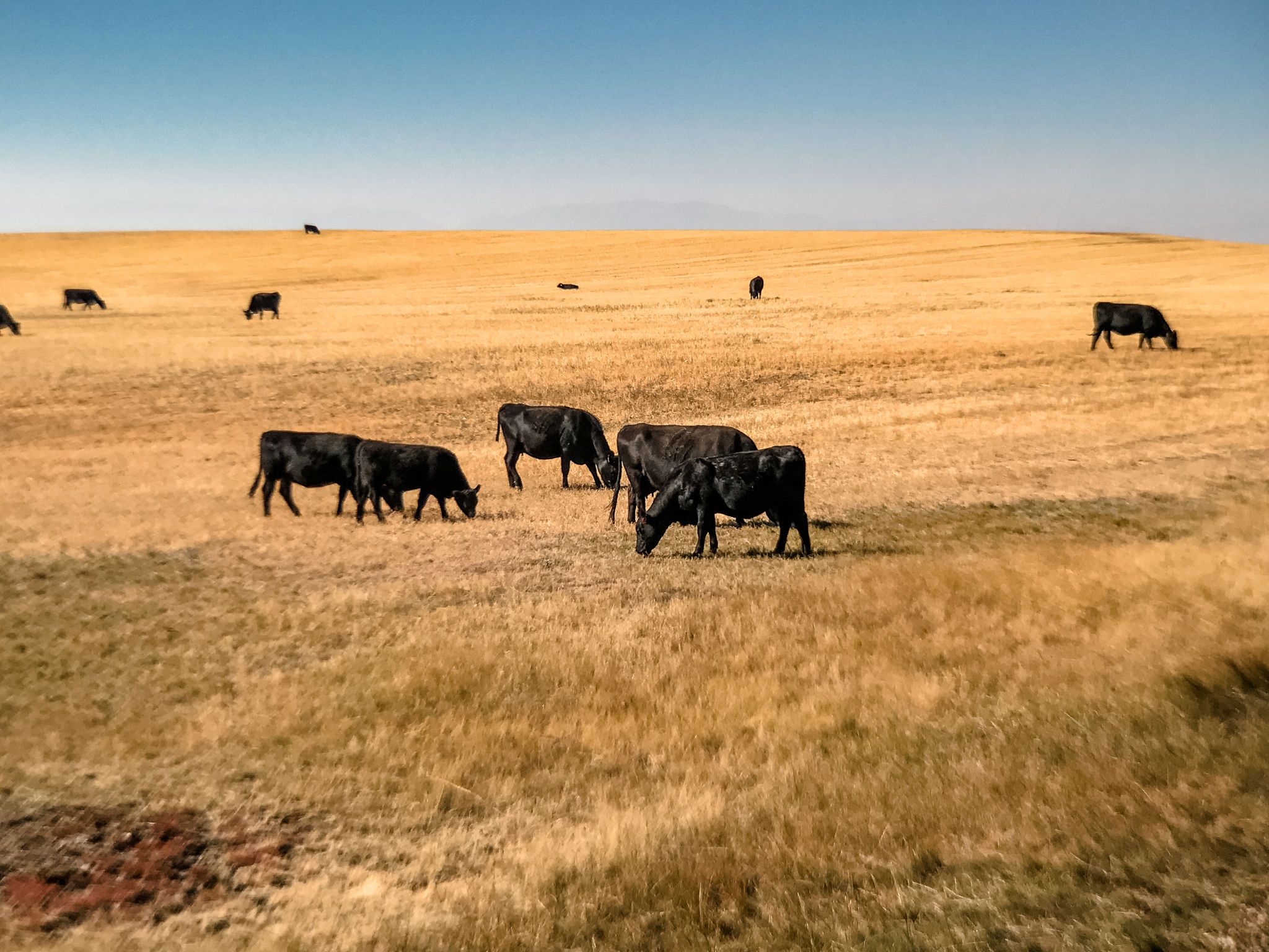 wyoming cattle