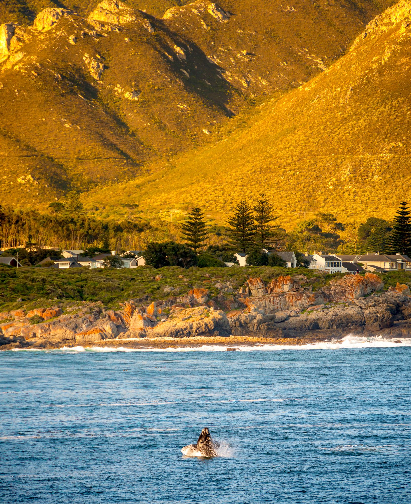 hermanus shuttle