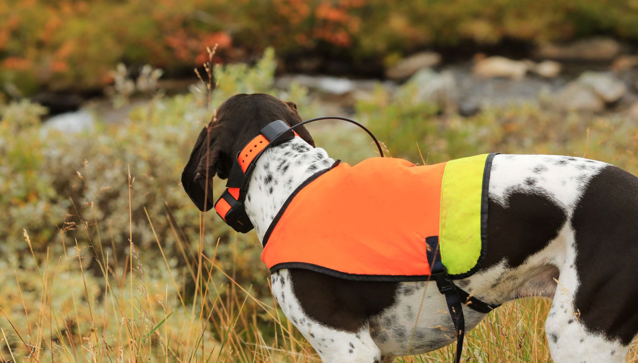 Norway hunting dog
