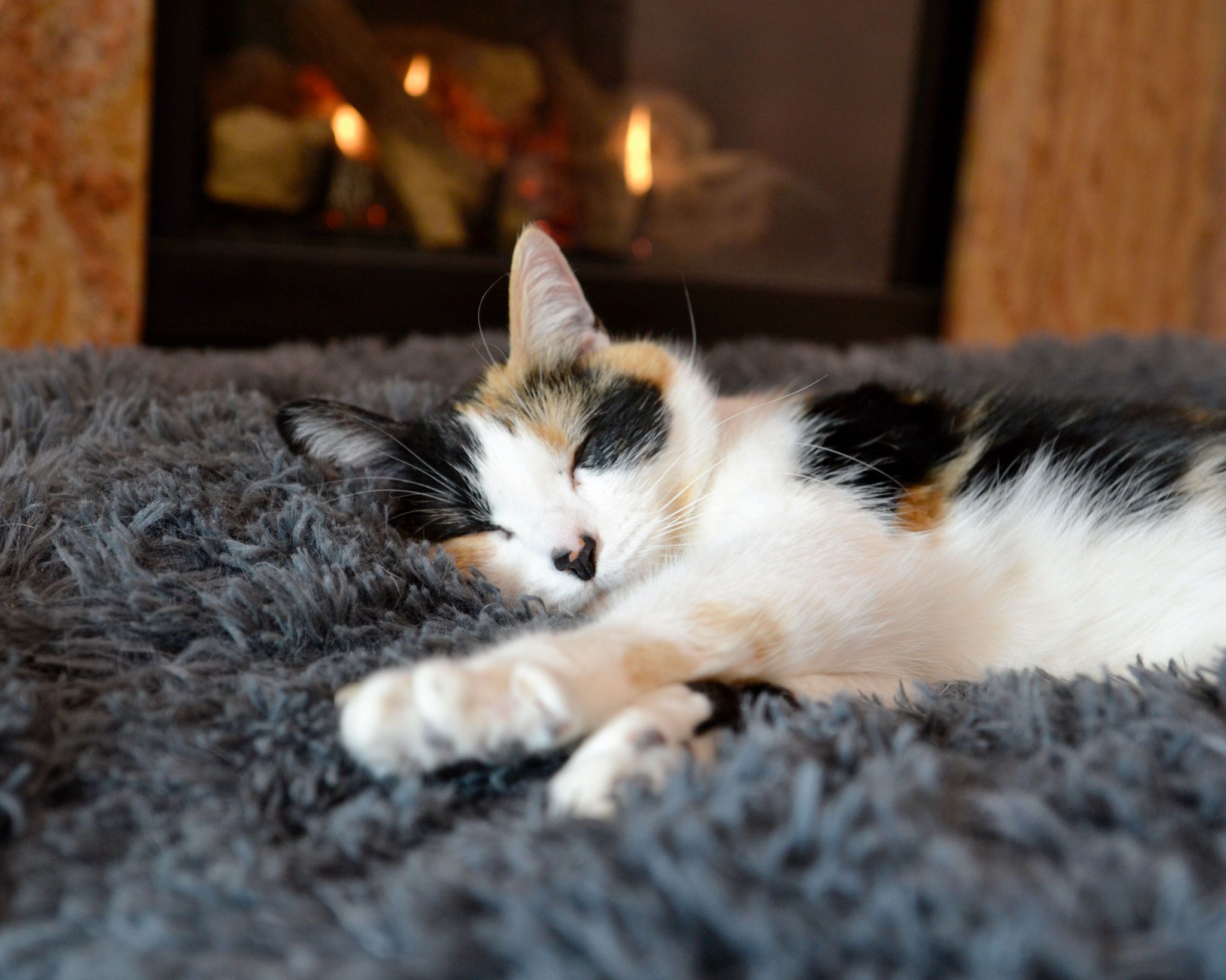 warm pet bedding