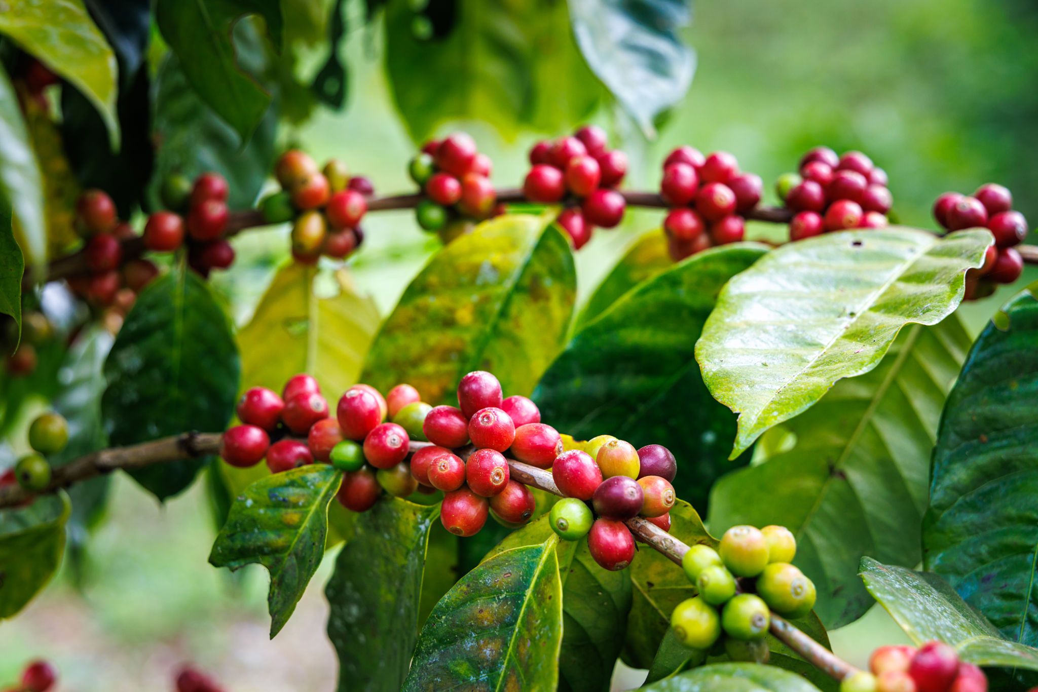 coffee plantation