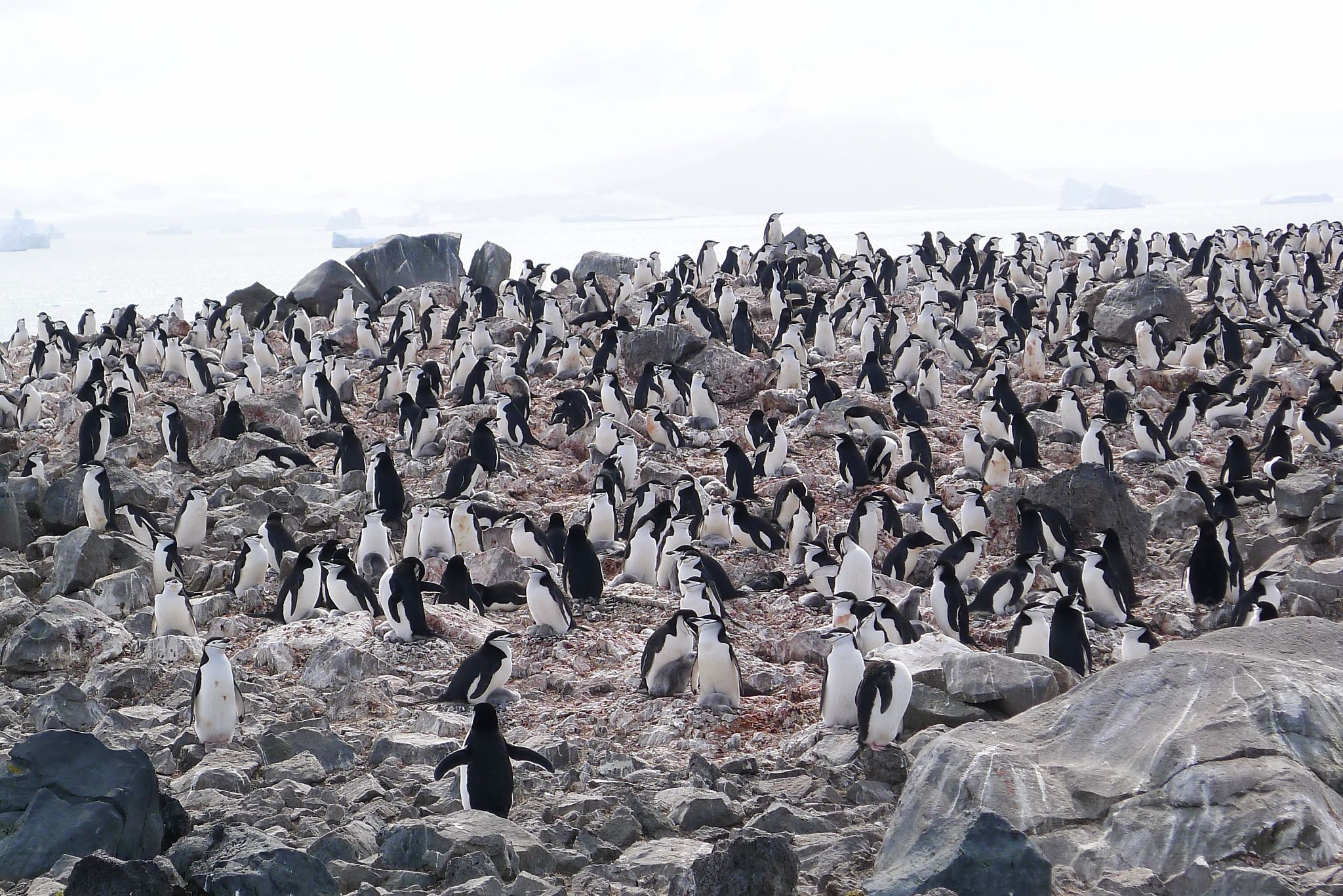 antarctica landscape