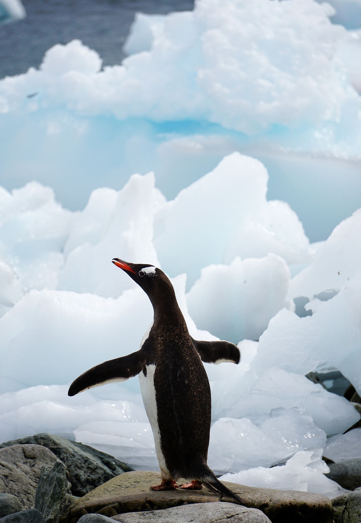 antarctic wildlife