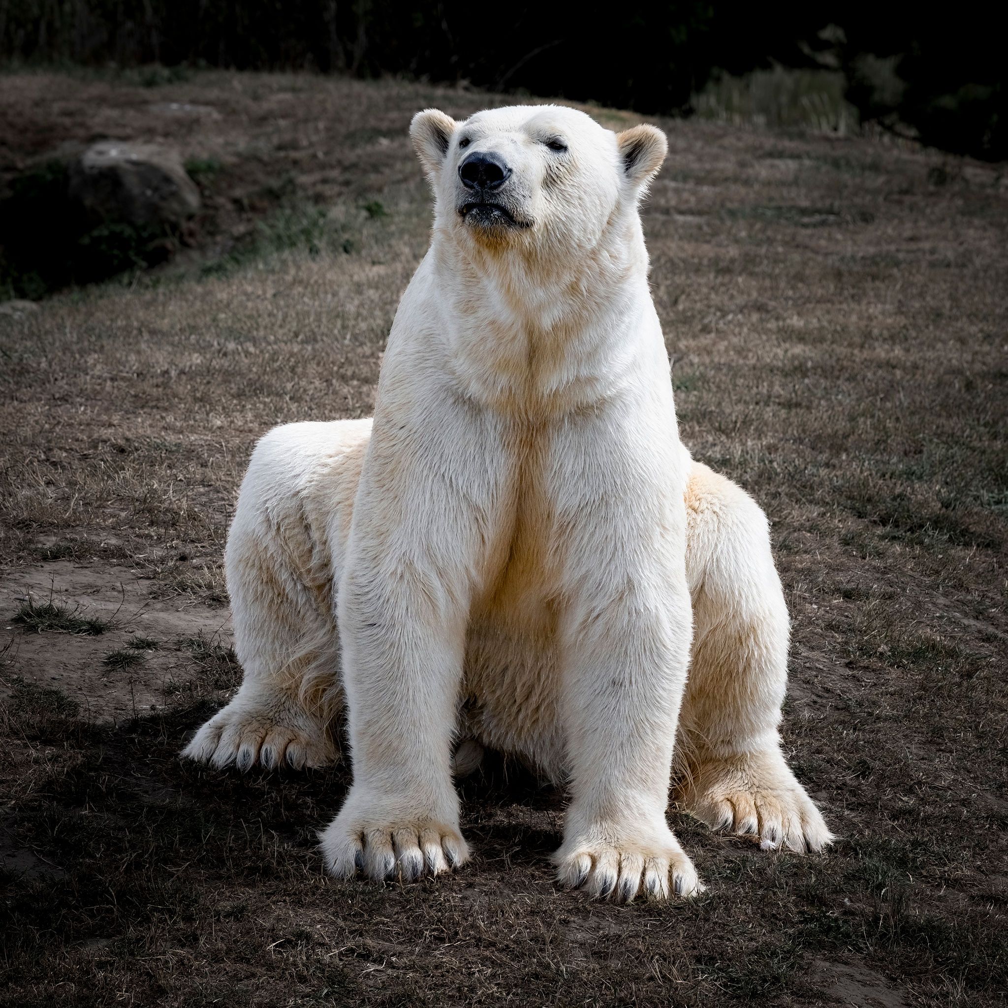 polar bear
