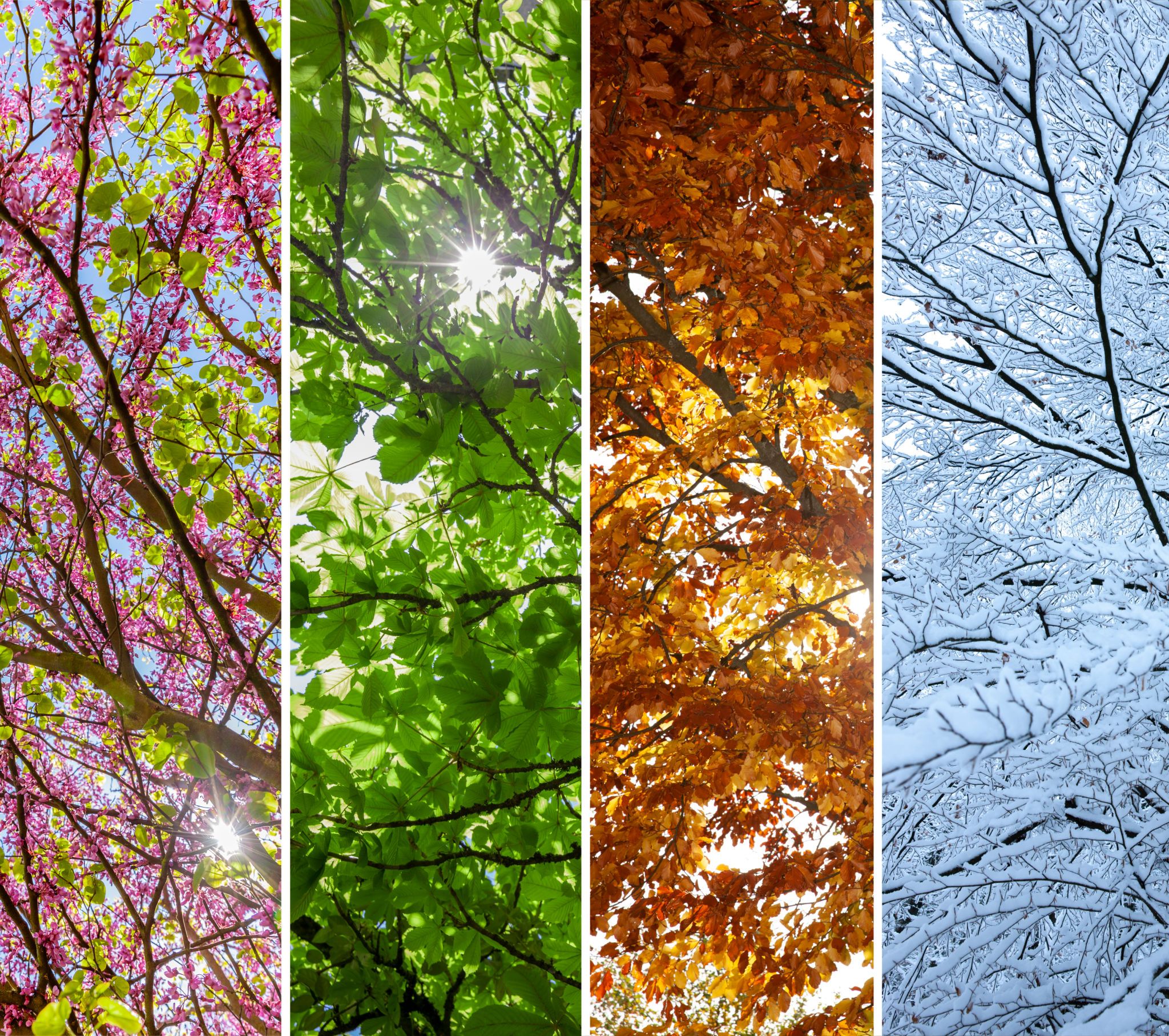 seasonal changes